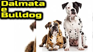 Dalmata e Bulldog Il cane di razza mista by Tutti Gli Animali 76 views 11 months ago 4 minutes, 47 seconds