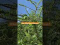 Do u have this tree in your country? What does it grow, a fruit? #duffythetravelmaker #treegrowing