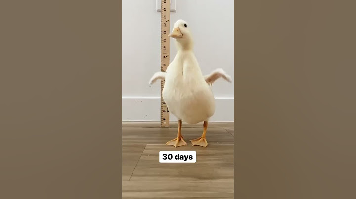 VEJA COMO PATO CRESCE RAPIDAMENTE!