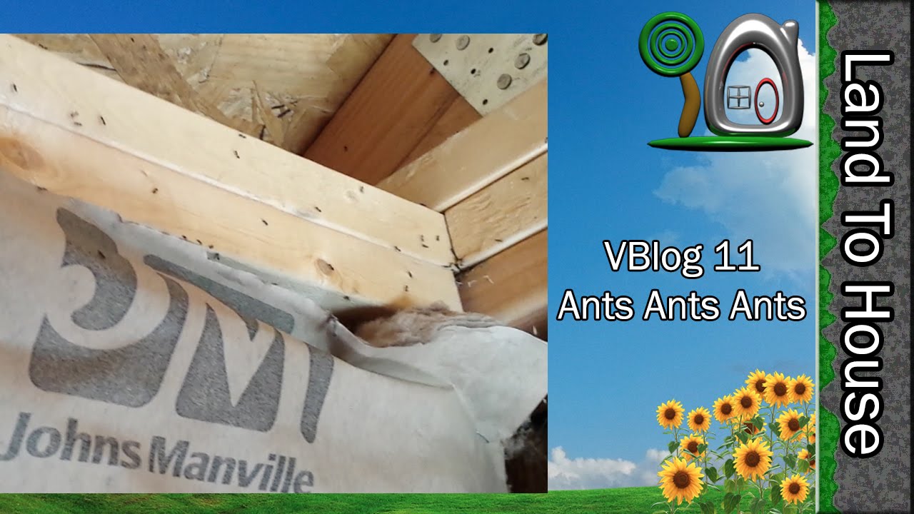 hydraulic press Ants Ants Ants - VBlog 11