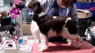 Learning the basics of stacking your dog