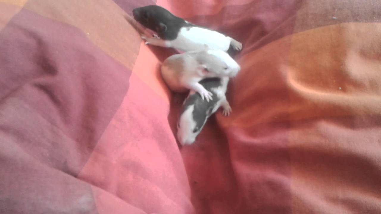 2 week old baby rats exploring. - YouTube