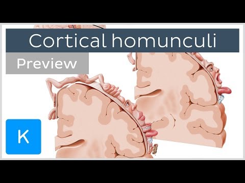 Motor and sensory cortical homunculus (preview) - Human Neuroanatomy | Kenhub