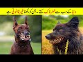 دنیا کے خطرناک کتے جن کو رکھنا غیر قانونی ہے The Most Banned Dog Breeds In The World 
