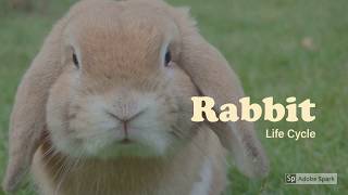 Rabbit Life Cycle