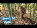 Harvesting bamboo shoots  2020 california usa