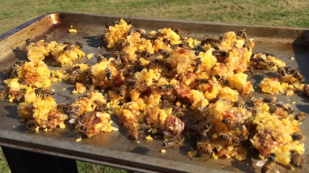 Honey bees cleaning wax cappings YouTube