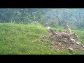 Foxes and badgers take turns to use new sett, badgers hunt, play; foxes enter sett and also play
