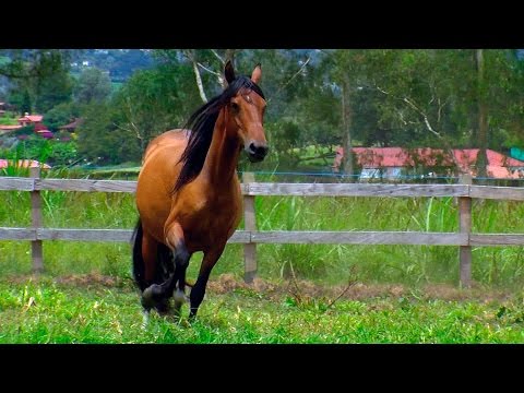 Video: Cómo Entender A Un Caballo