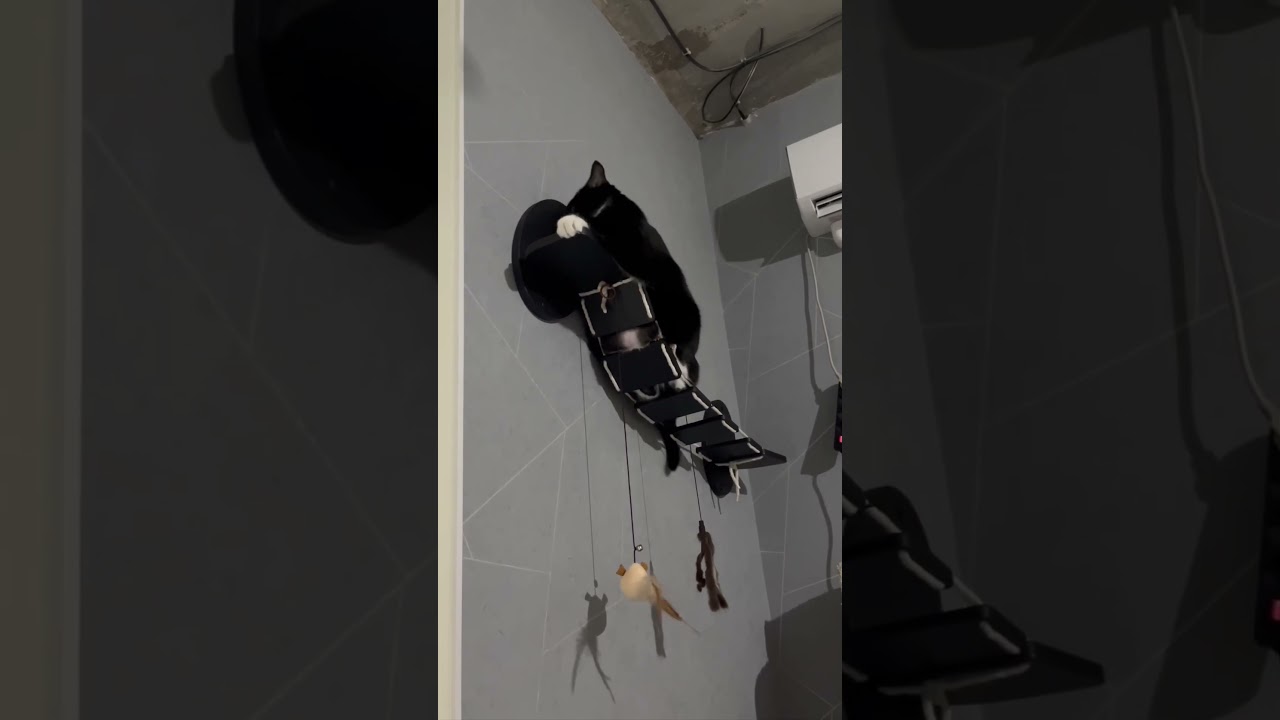 Не откармливайте кота, а то не сможет развернуться 😄 #животные