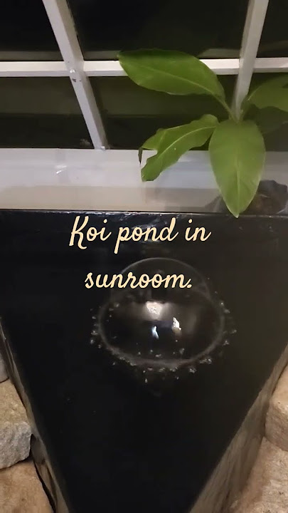 Chris Housman new music.  My diy koi pond.