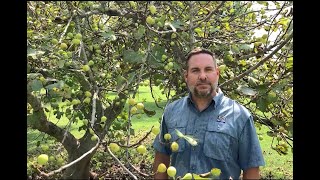 How to Know When Figs are Ripe