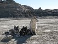 Wolf, Samoyed and wolf/samoyed puppies. The adventures of the wild wild wolf