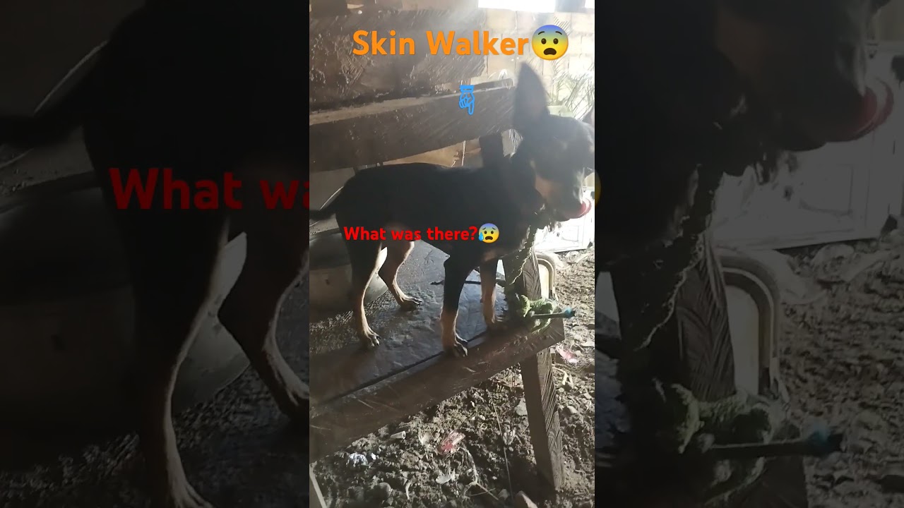 skin Walker chicken 😰