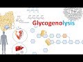 Glycogenolysis and its regulation