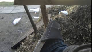 Prostě pohoda venkova...