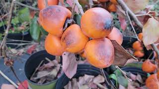 Kira Kaki Black Asian Persimmon tree update