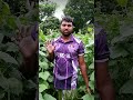 এই শসা চাষে লাভই লাভ! মালিক ২৭২৮ হাইব্রিডের অবিশ্বাস্য ফলন