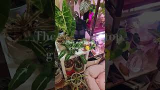 I think my plants are confused? #houseplants #plants #indoorjungle #summer #october