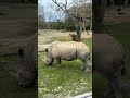 Kilimanjaro Safaris POV – Animal Kingdom 2026 (Lions, Hippos & Hidden Mickey!) 🦒🦁