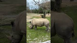 Kilimanjaro Safaris Full Ride POV – Animal Kingdom 2026 (Lions, Hippos &amp; Hidden Mickey!) 🦒🦁