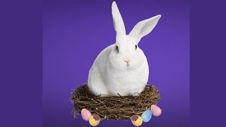 Cadbury removes word “Easter” from Halal certified “whatever” eggs