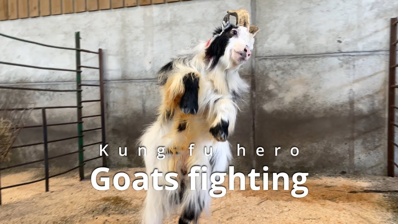 Funny goats fighting Kungfu Hero style, Funny animals 武侠