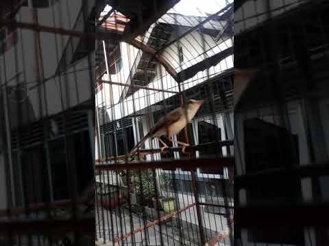 Ciwa rasa cililin...