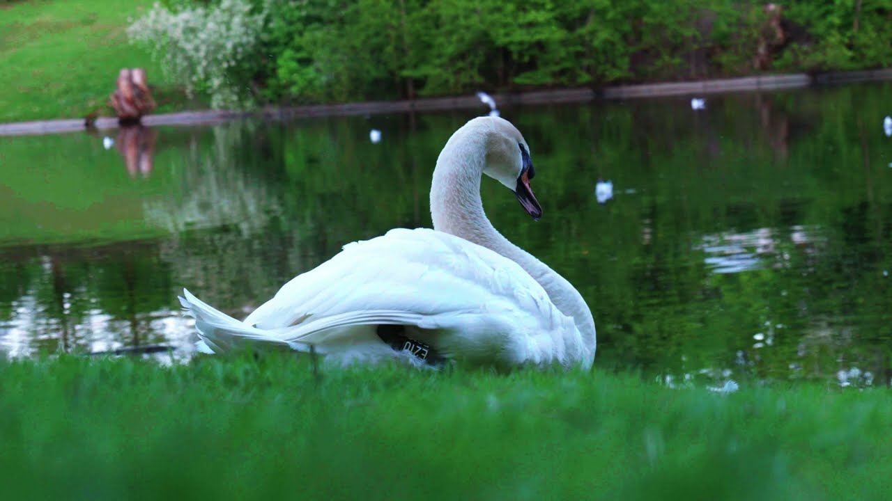 Vigelandsparken, Oslo, Norway | Lumix S5 ii | Cinematics
