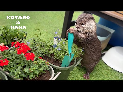 Jerry 鵜飼 ストレンジャー Watering the Garden Jerry 鵜飼