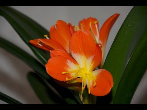 Video: Clivia: Häusliche Pflege