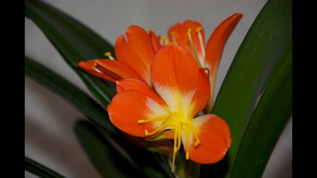 Die wunderschöne Klivie ein Muss für jeden Gartenliebhaber YouTube