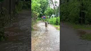 German Shepherd Slow Mo