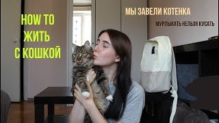 МЫ ЗАВЕЛИ КОШКУ || все, что нужно знать перед тем, как завести котенка