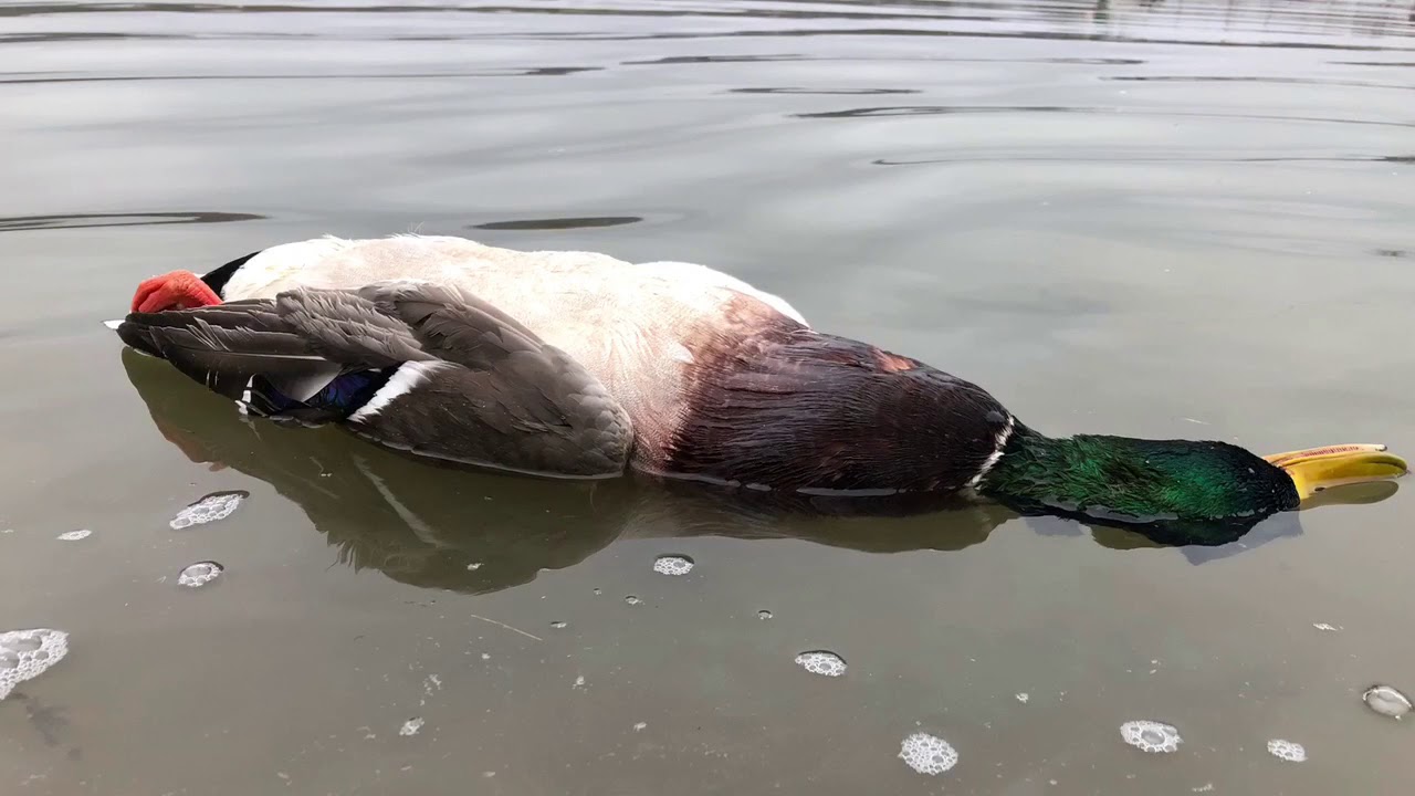 Lund Custom Calls Trailer