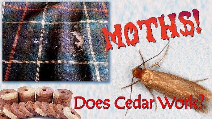 8 Easy Do-It-Yourself Moth Repellents, Recipe