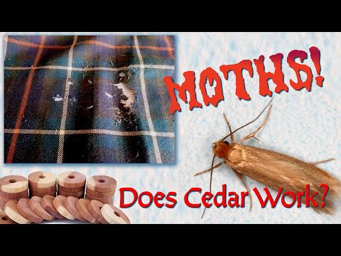 Does Cedar Keep Moths Off Your Wool Kilt??? 