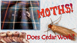 Does Cedar Keep Moths Off Your Wool Kilt???