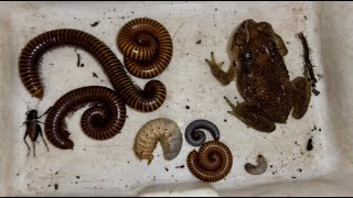 During at 9 PM I Explore Giant Toad, Giant Red Millipedes, White Big Worms and One Cricket #insects