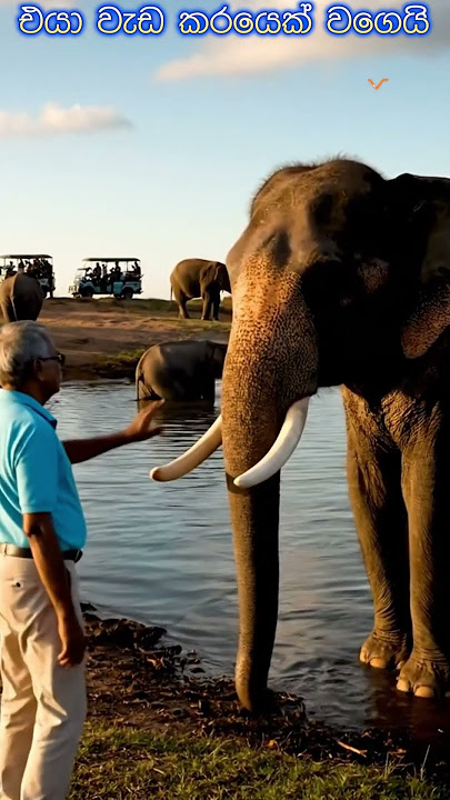 අම්මට සිරි මෙයා මාර වැඩ කාරයෙක් නේහ්..🕉️🐘📜✨ The Secret Power of Ancient Elephant Mantras 🇱🇰🔥