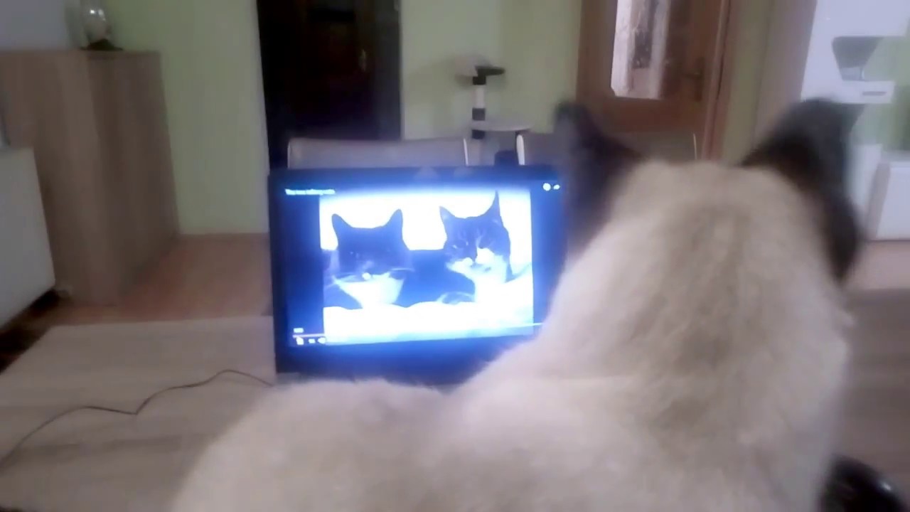 The two talking cats cat reaction YouTube
