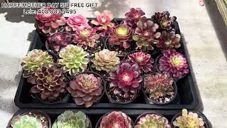 May 8 MOTHER DAY FREE GIFT SUCCULENT FOR SALE LELE 408 883 5495