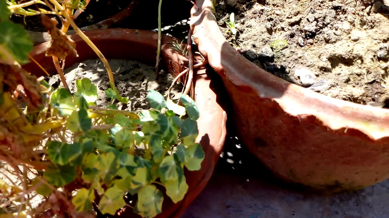How to Grow Nasturtium in a small pot💐☺️ 