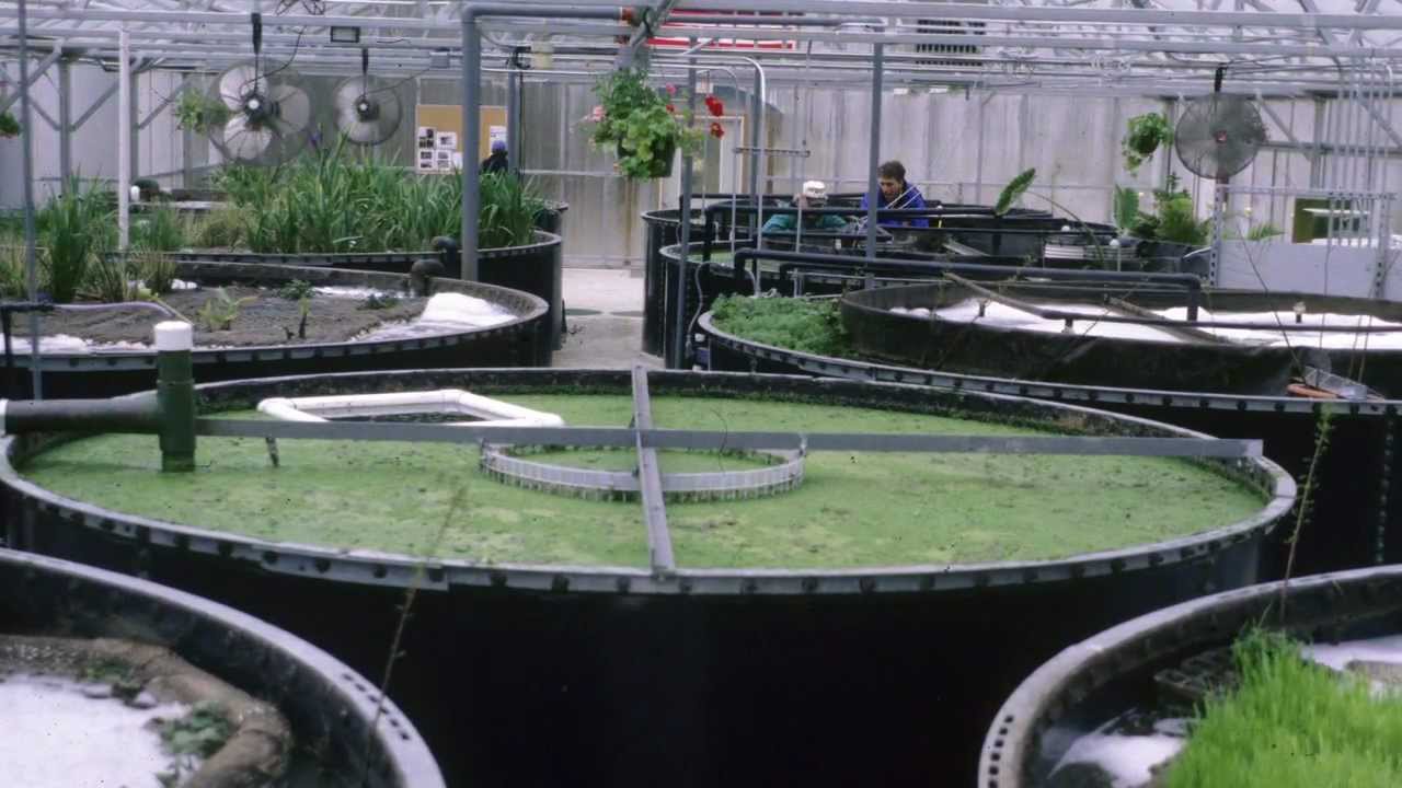 Bloom The Emergence Of Ecological Design Part 2 Of 4 YouTube