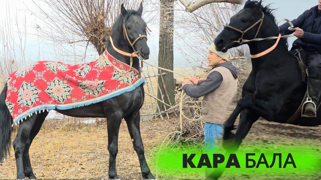 КАРА БАЛА ЭФИРДе 😱Нурбектын аты 