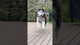 Friendly reminder that Huskies are just toddlers who shed. 🐺🙄😅 #siberianderpskies #husky #dogdad