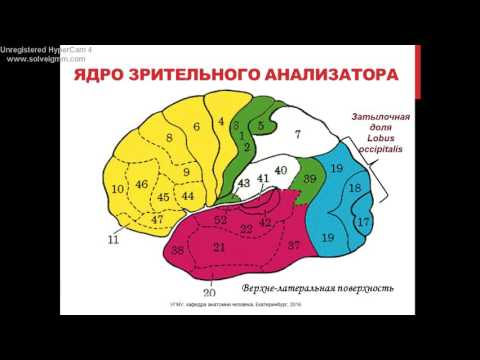 Локализация функций в коре головного мозга