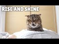 LuLu Always Wakes Me Up in the Morning! | Kittisaurus