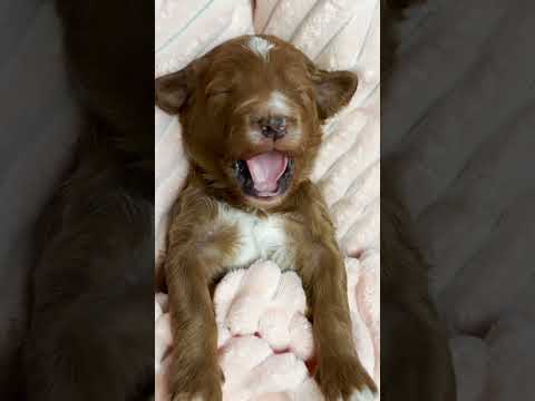 Adorable Puppy Yawning