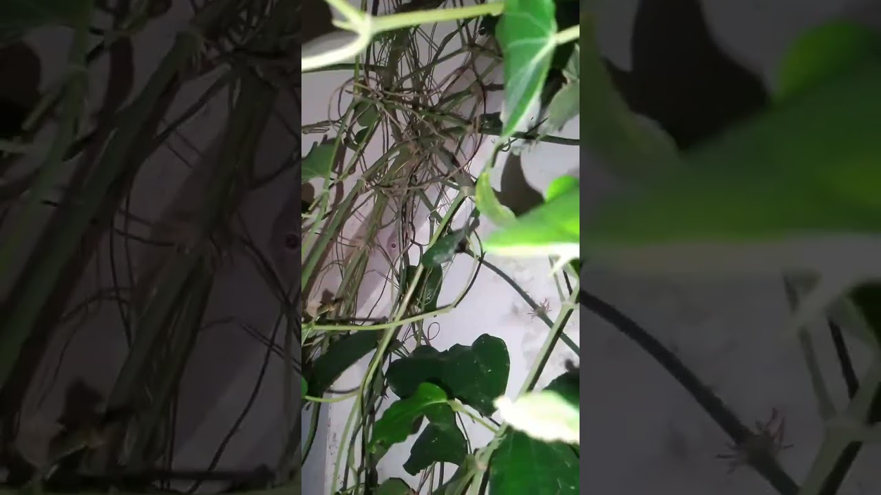 Labas mga malalakas loob tapusin Ang video.